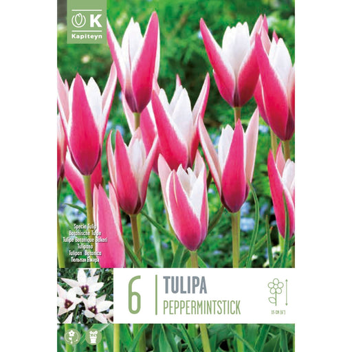  Tulipa Specie Clusiana Peppermintstick (x6 Bulbs)