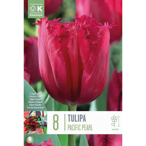  Tulip Fringed Pacific Pearl (x8 Bulbs)