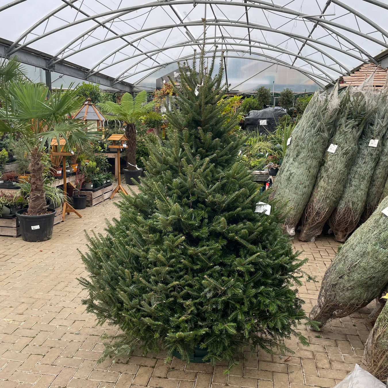 Fresh Cut Christmas Trees and Accessories