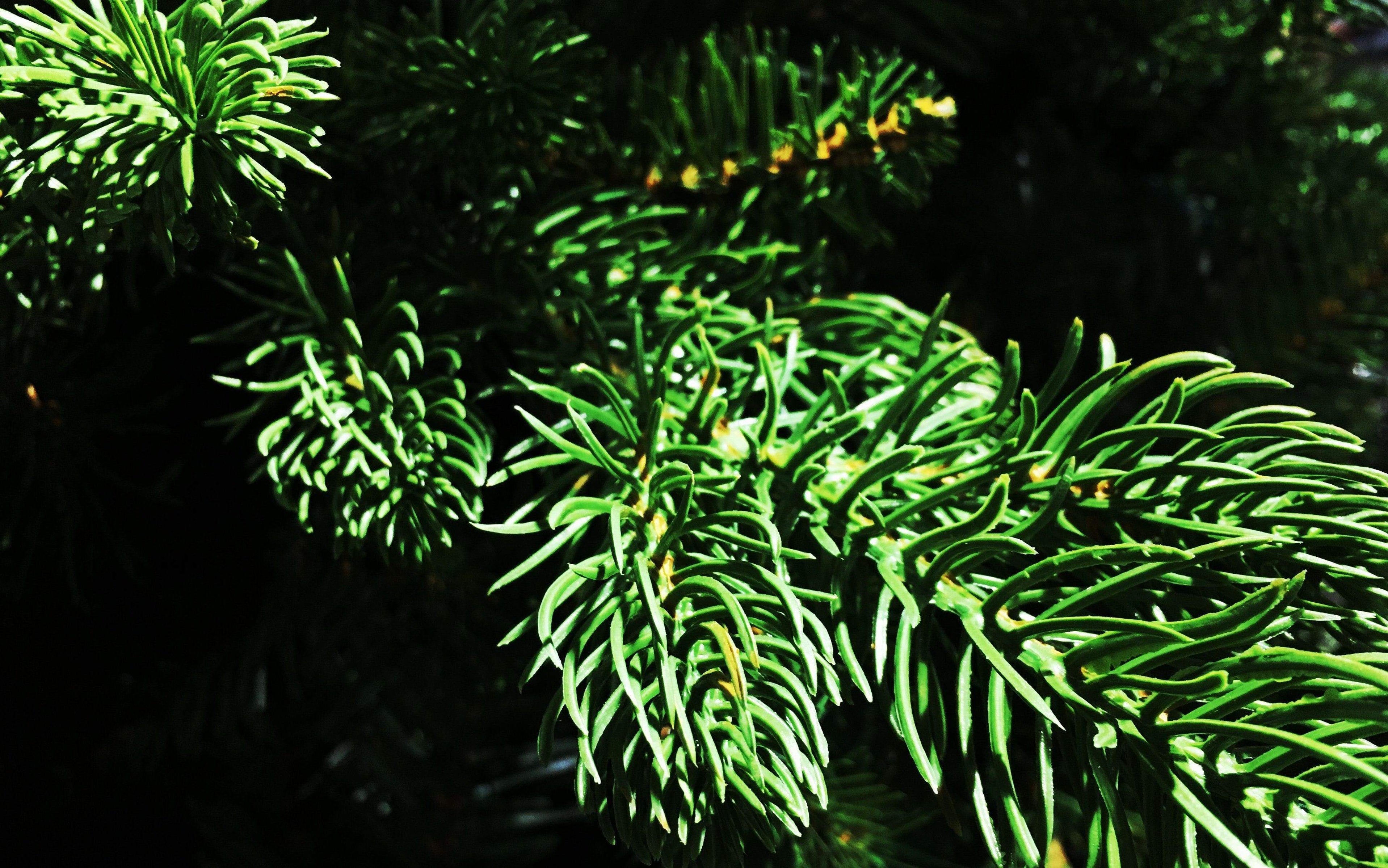 Christmas trees the real deal or artificial? — Mid Ulster Garden