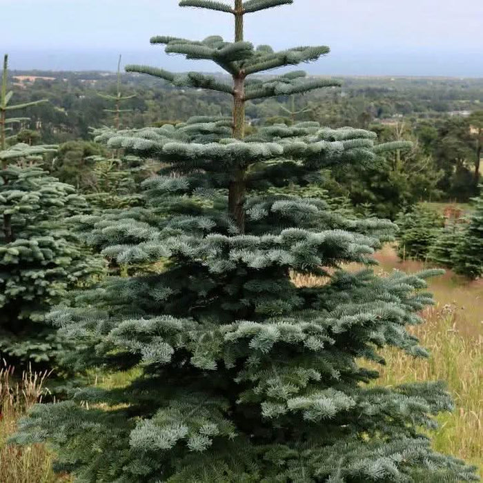 Irish Grown Fresh Cut Noble Fir Christmas Trees  Mid Ulster Maghera N. Ireland