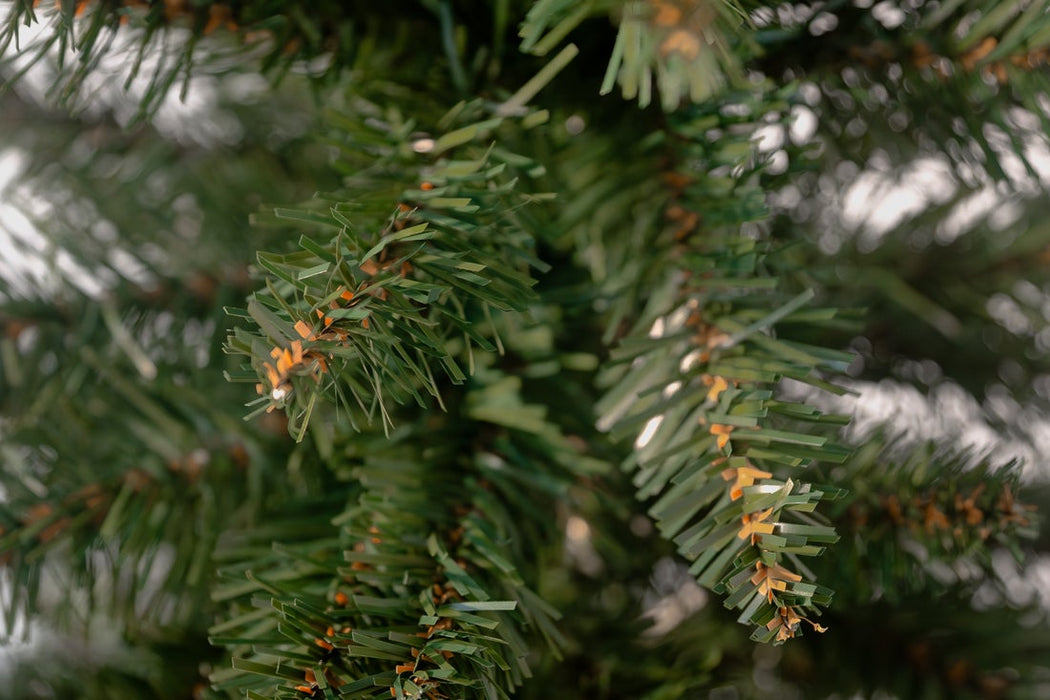Bosk Woodland Pencil Slim Spruce 7ftTree