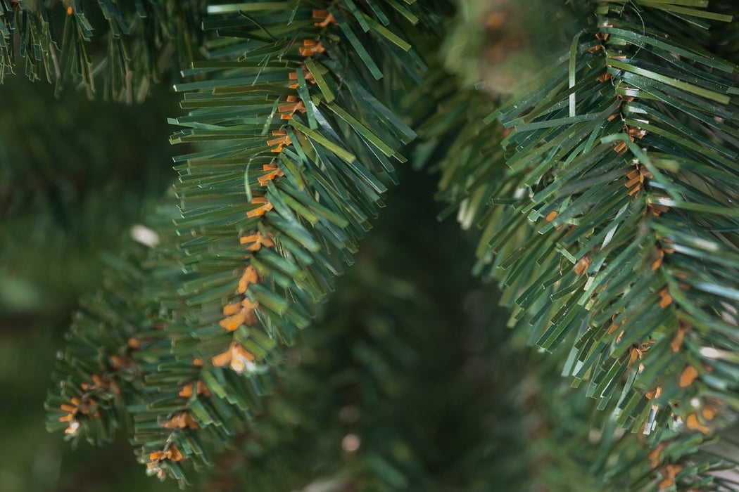 Bosk Woodland Pencil Slim Spruce 7ftTree