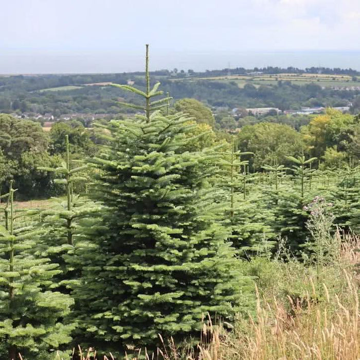 Irish Grown Fresh Cut Noble Fir Christmas Trees