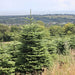 Irish Grown Fresh Cut Noble Fir Christmas Trees  Mid Ulster Maghera N. Ireland