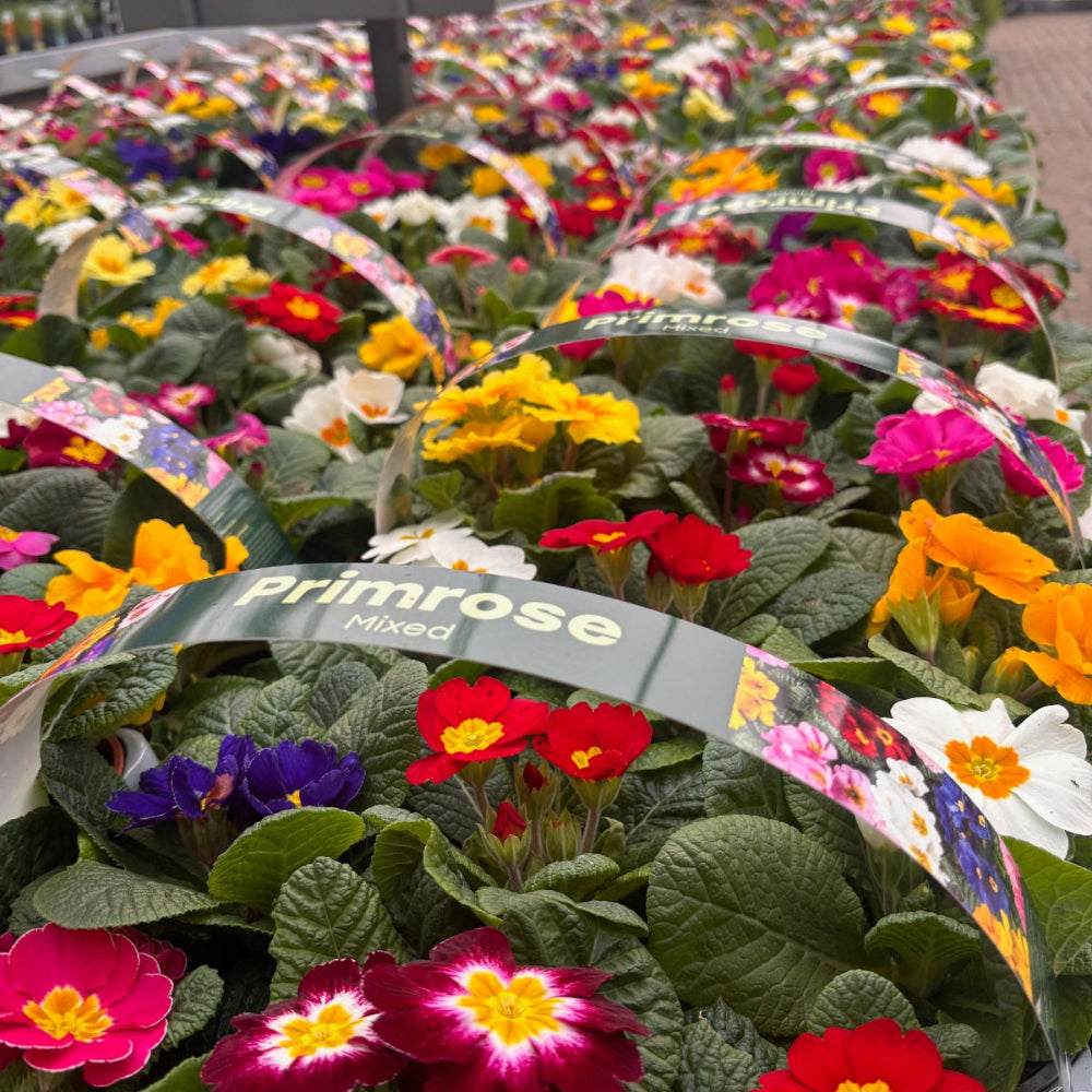 Primrose Primula 6 x Bright Mix Flowering Bedding Plants