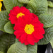 Primrose Primula 6 x Bright Mix Flowering Bedding Plants