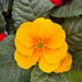 Primrose Primula 6 x Bright Mix Flowering Bedding Plants