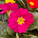 Primrose Primula 6 x Bright Mix Flowering Bedding Plants