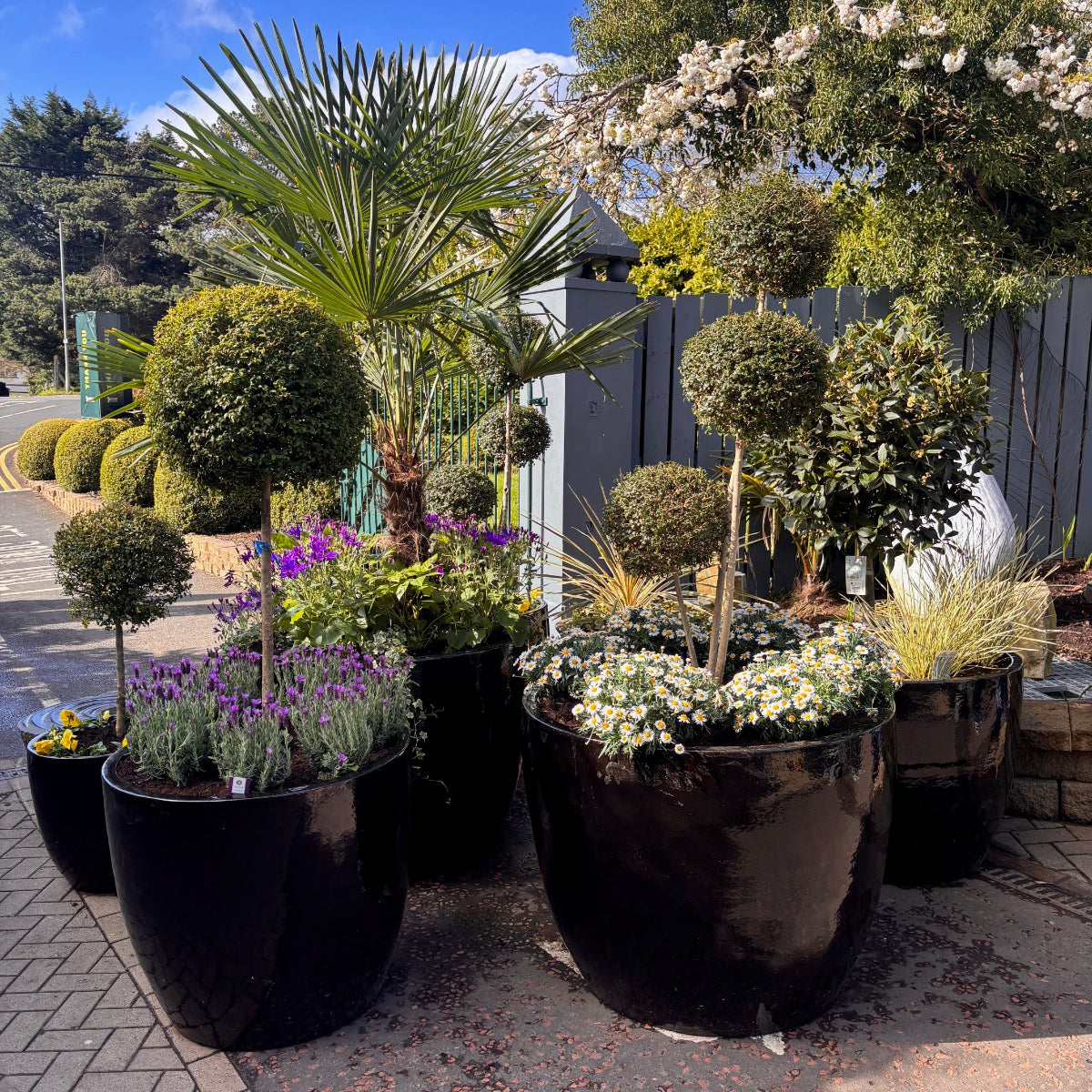 Hercules Glazed Garden Planters L, XL and XXL in black, biscuit or dark green