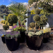 Hercules Glazed Garden Planters L, XL and XXL in black, biscuit or dark green