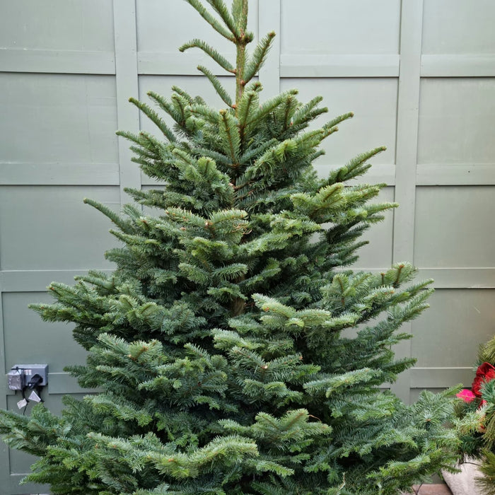 Irish Grown Fresh Cut Noble Fir Christmas Trees