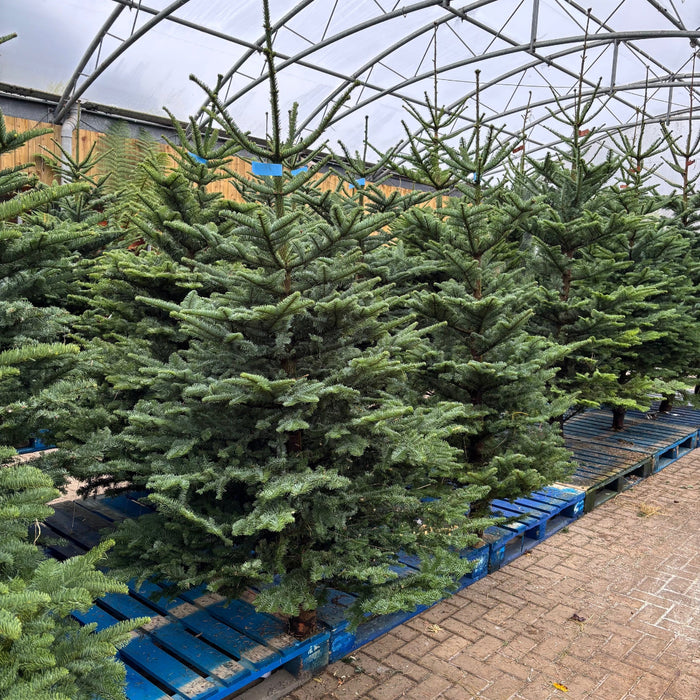 Irish Grown Fresh Cut Noble Fir Christmas Trees  Mid Ulster Maghera N. Ireland