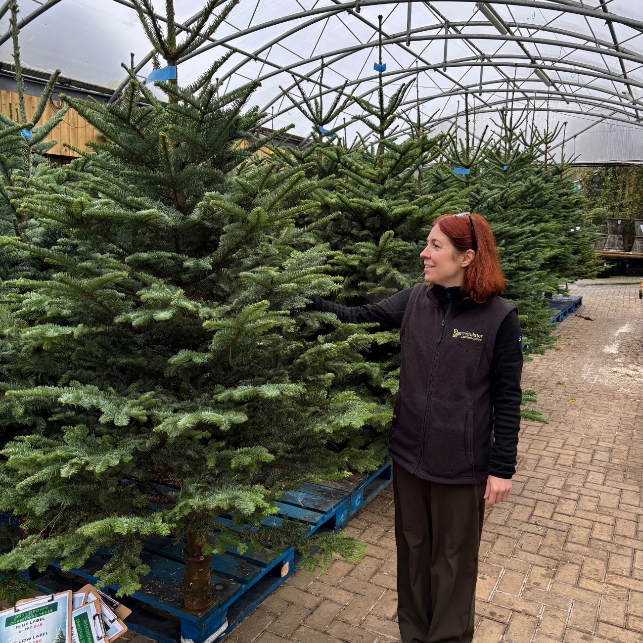 Real Christmas Trees