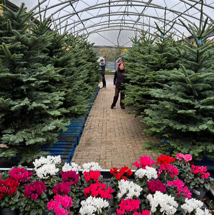 Irish Grown Fresh Cut Noble Fir Christmas Trees  Mid Ulster Maghera N. Ireland