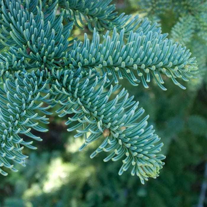 Irish Grown Fresh Cut Noble Fir Christmas Trees