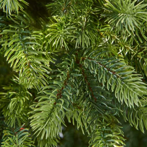 Bosk Oakley Fir Artificial Christmas Tree – 6.5ft (Pre-Lit & Unlit Options)