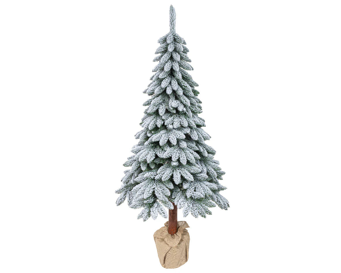 Everlands Snowy Tora Pine 6ft (180cm)