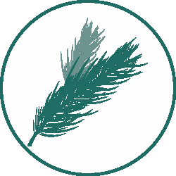 Everlands Grandis Fir Christmas Tree 360cm / 12ft (ex-display)