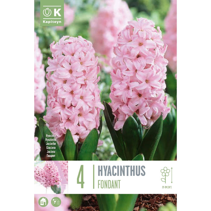  Hyacinthus Fondant (x4 Bulbs)