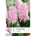  Hyacinthus Fondant (x4 Bulbs)