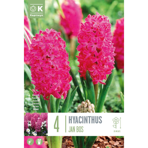  Hyacinthus Jan Bos (x4 Bulbs)