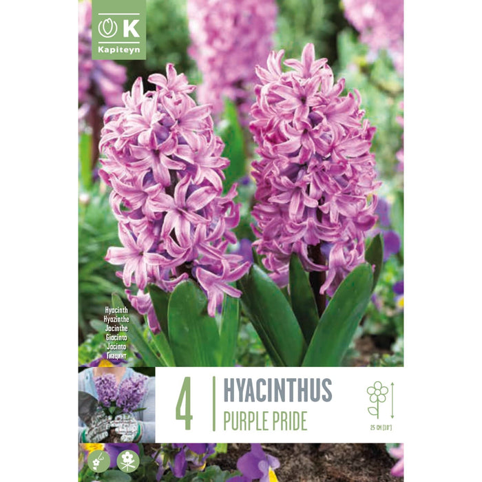  Hyacinthus Purple Pride (x4 Bulbs)