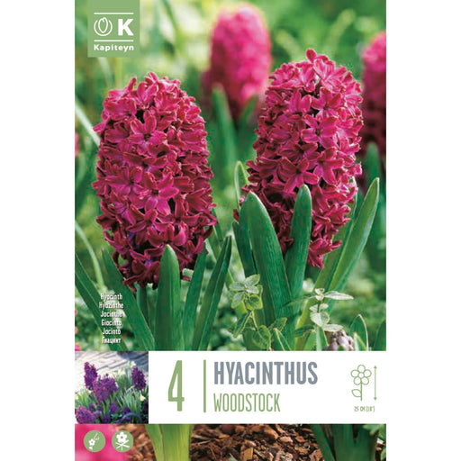  Hyacinthus Woodstock (x4 Bulbs)