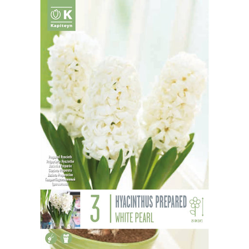  Hyacinthus Prepared White Pearl (x3 Bulbs)