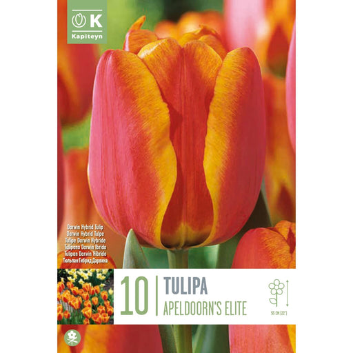  Tulip Dorwin Hybrid Apeldoorn's Elite (x10 Bulbs)