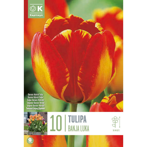  Tulip Dorwin Hybrid Banja Luka (x10 Bulbs)
