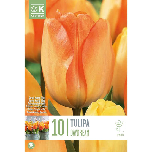  Tulip Dorwin Hybrid Daydream (x10 Bulbs)