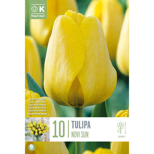  Tulip Dorwin Hybrid Novi Sun (x10 Bulbs)