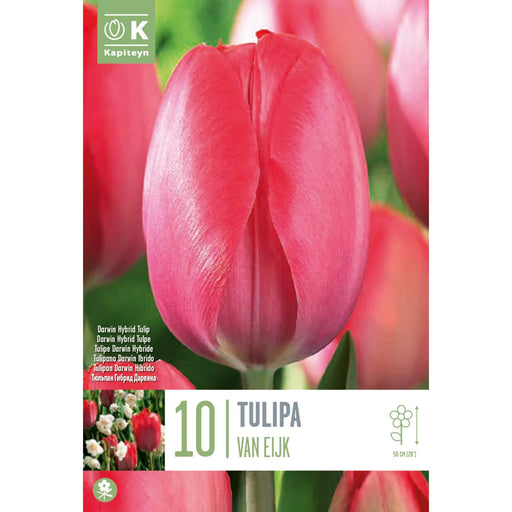  Tulip Dorwin Hybrid Van Eijk (x10 Bulbs)