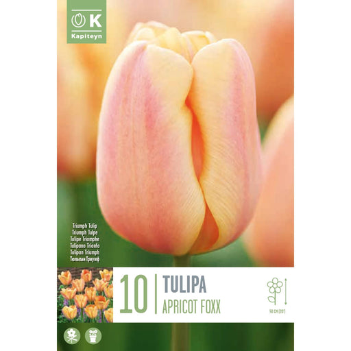  Tulip Triumph Apricot Foxx (x10 Bulbs)