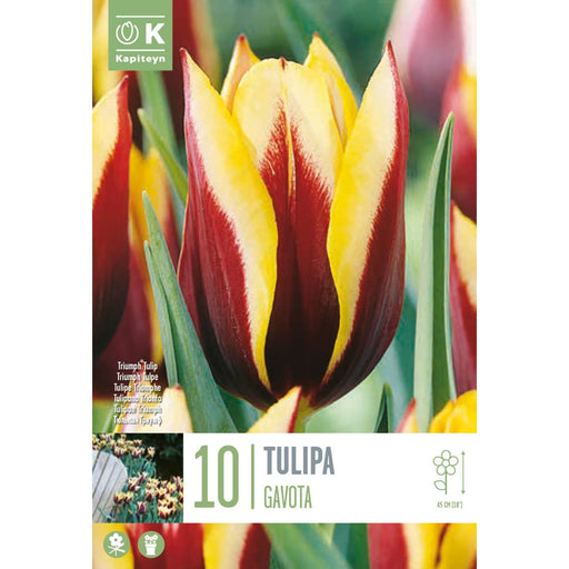  Tulip Triumph Tulip Gavota (x10 Bulbs)