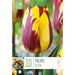  Tulip Triumph Tulip Helmar (x10 Bulbs)