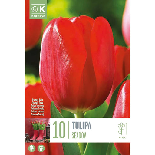  Tulip Triumph Tulip Seadov (x10 Bulbs)