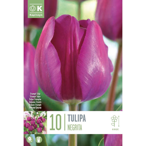  Tulip Triumph Tulip Negrita (x10 Bulbs)