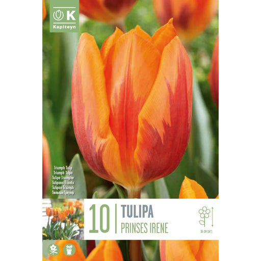  Tulip Triumph Tulip Prinses Irene (x10 Bulbs)