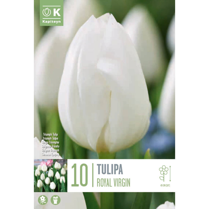  Tulip Triumph Tulip Royal Virgin (x10 Bulbs)