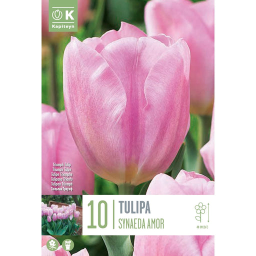  Tulip Triumph Tulip Synaeda Amor (x10 Bulbs)