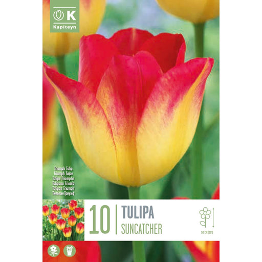  Tulip Triumph Suncatcher (x10 Bulbs)