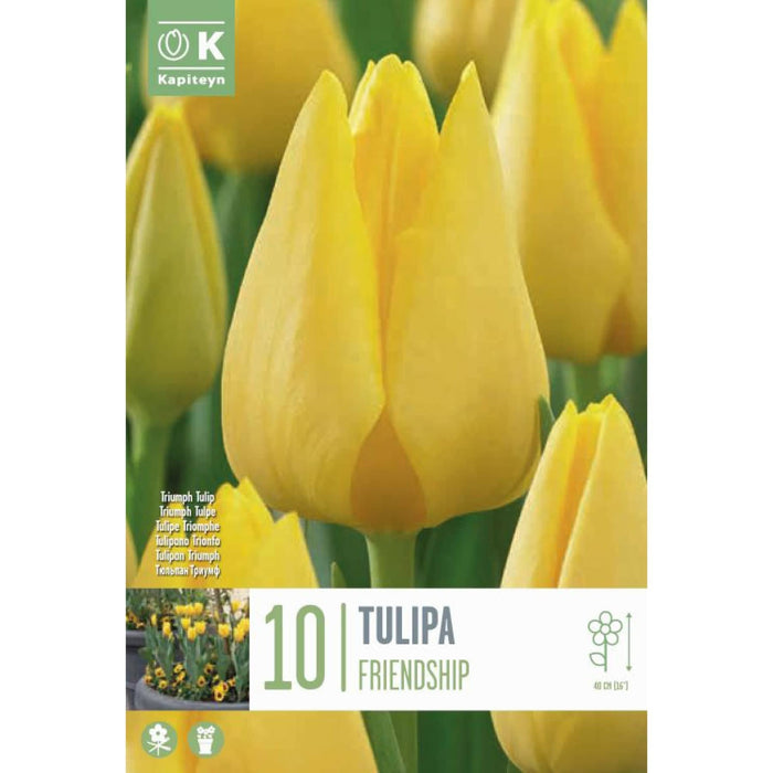  Tulip Friendship (x10 Bulbs)