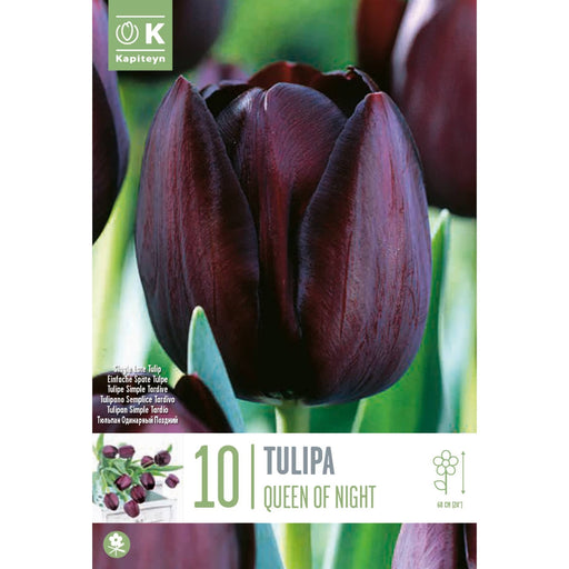  Tulip Single Late Queen Of Night (x10 Bulbs)