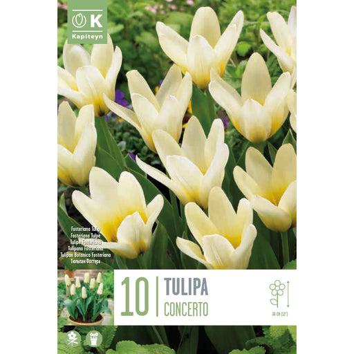  Tulip Fost Concerto (x10 Bulbs)