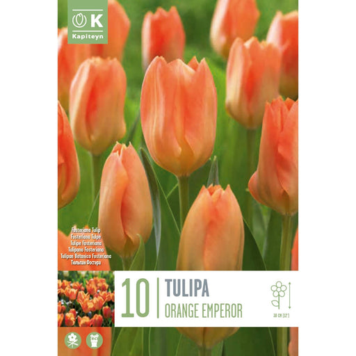  Tulip Fosteriana Orange Emperor (x10 Bulbs)