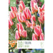  Tulip Greigii Quebec (x10 Bulbs)