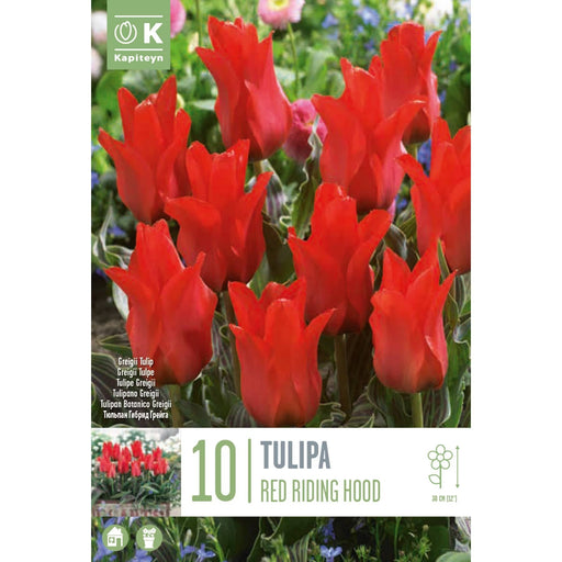  Tulip Greigii Red Riding Hood (x10 Bulbs)