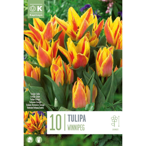  Tulip Greigii Winnipeg (x10 Bulbs)